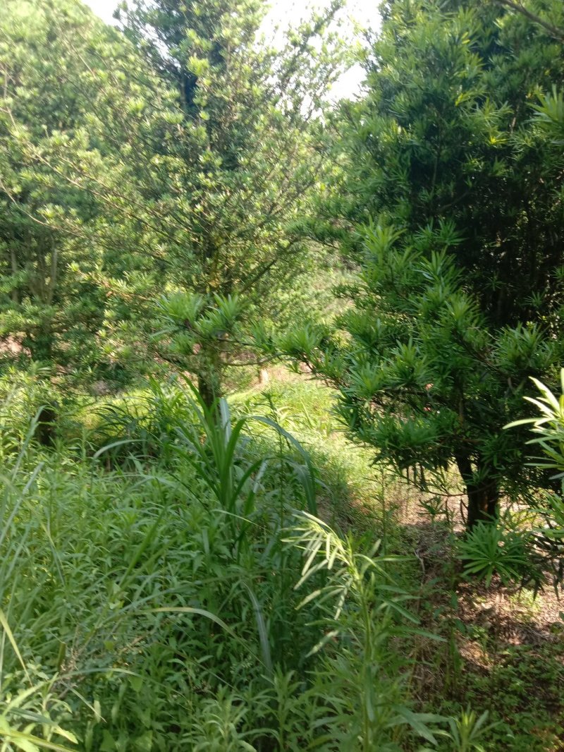 罗汉松（大量优质，占地本地罗汉松供应）