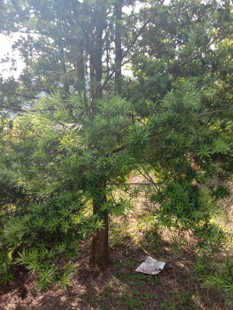 罗汉松（大量优质，占地本地罗汉松供应）