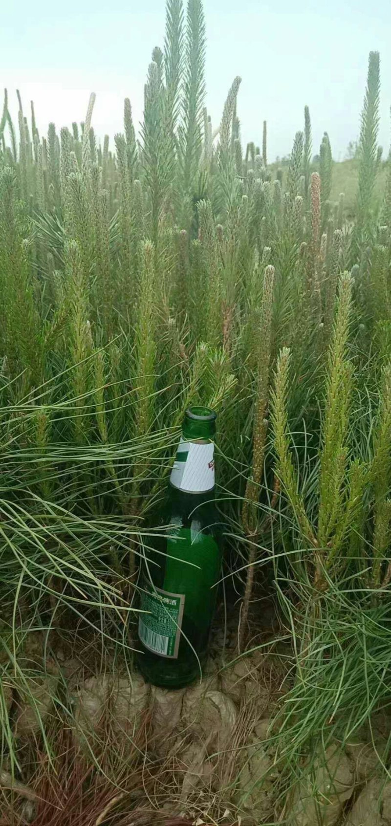 油松苗营养代，黑色杯苗，各种规格油松苗，土球苗