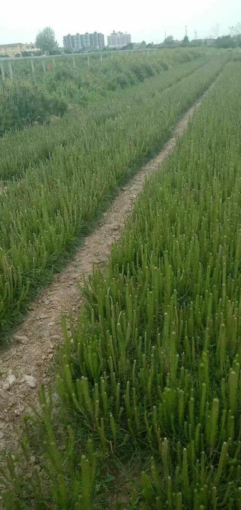 油松苗营养代，黑色杯苗，各种规格油松苗，土球苗