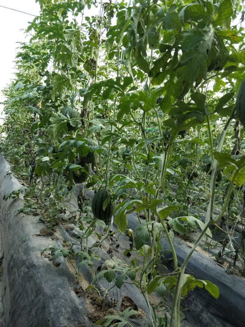 商丘睢县丰年种植合作社精品小吊瓜(西瓜)现已上市