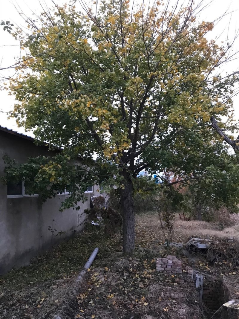 河南供应10---30公分精品正宗五角枫