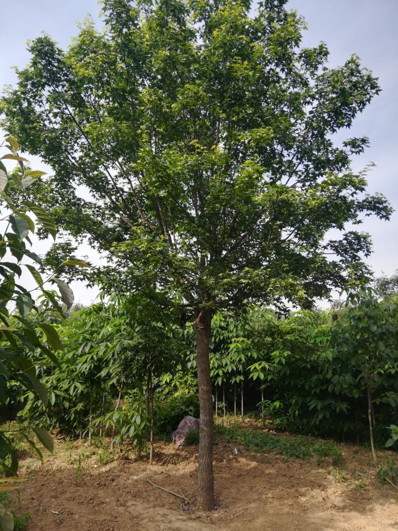河南供应10---30公分精品正宗五角枫