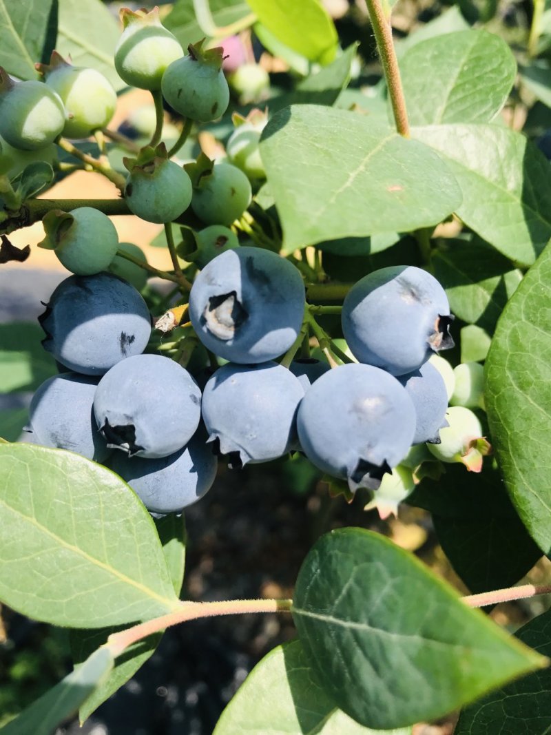 【蓝莓】杭州露天蓝莓新鲜上市基地直供大量供应