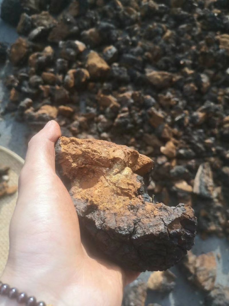 【精品】正宗东北桦树茸当季新货手工精选品质保证量大优惠