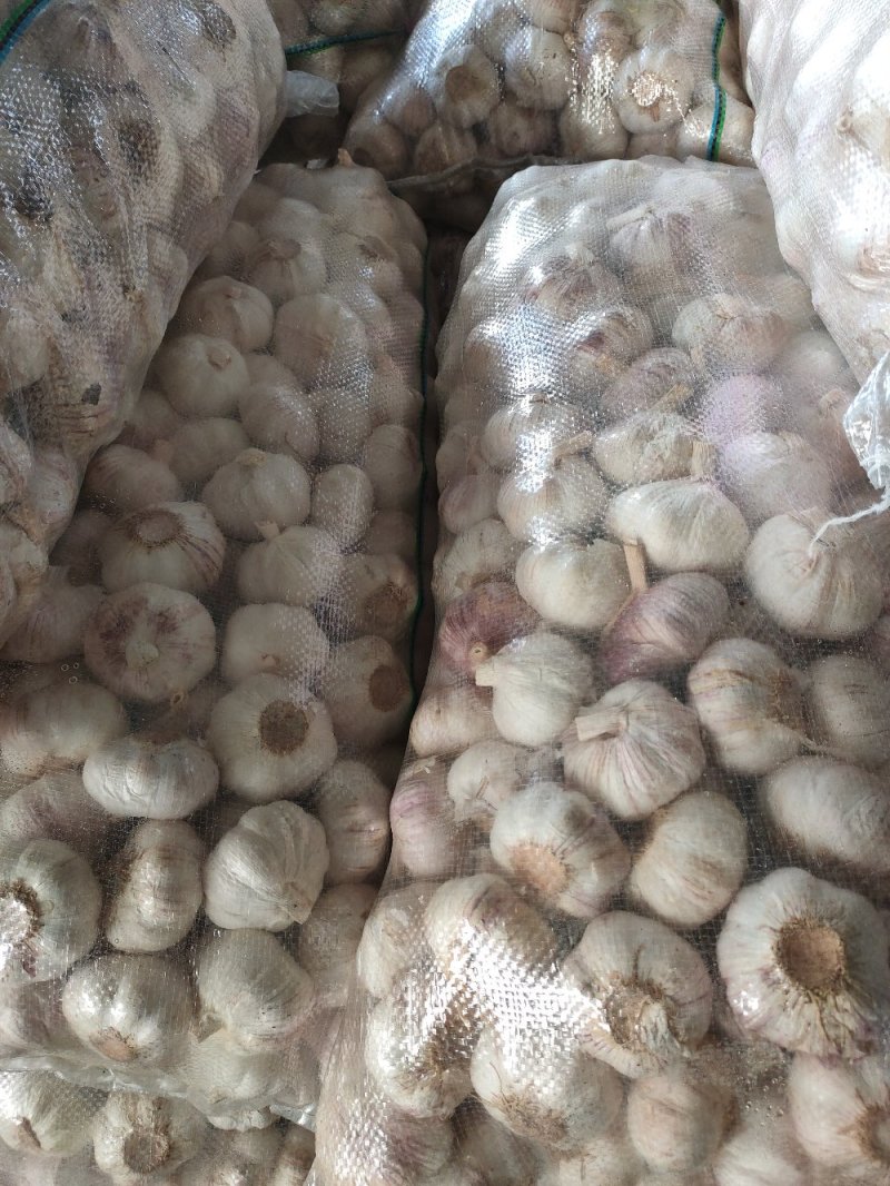 优质金乡杂交保鲜精品干大蒜，产地直供没有中间商