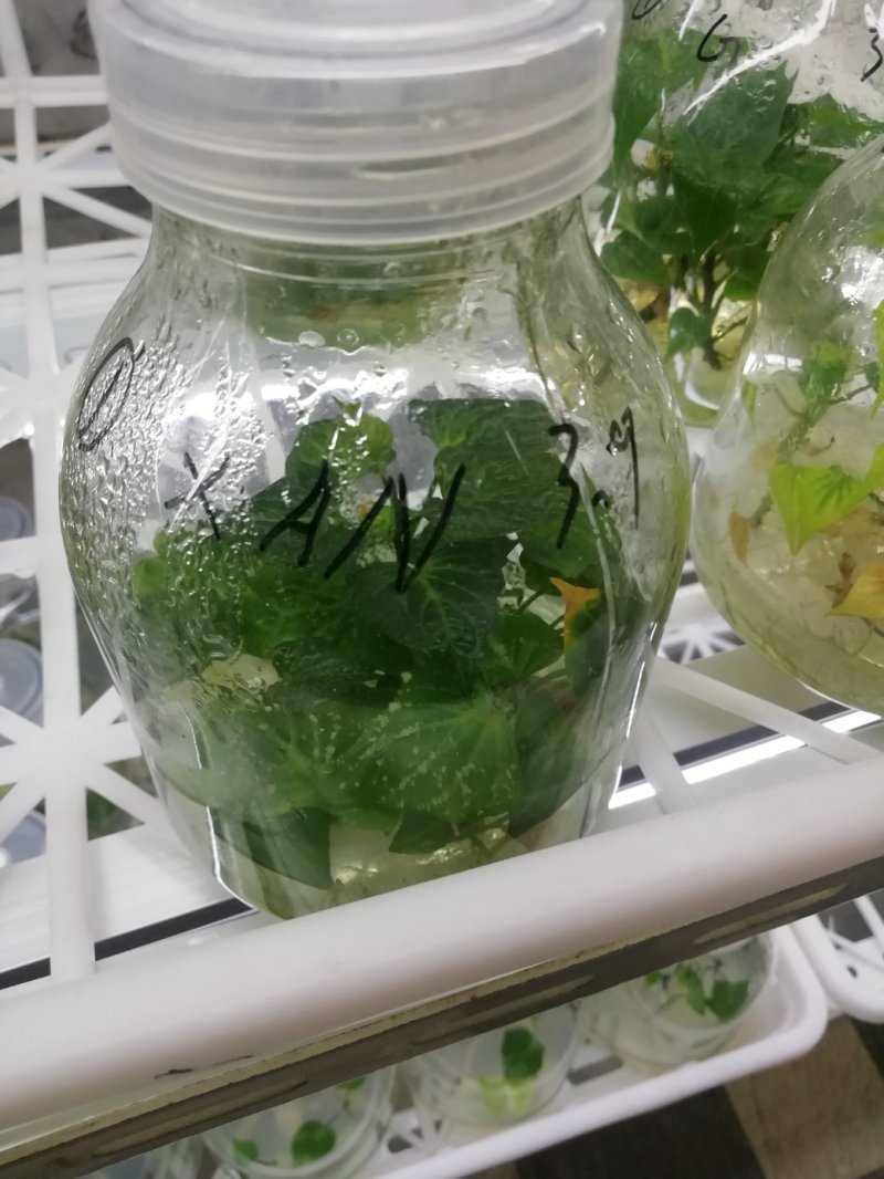 脱毒组培苗