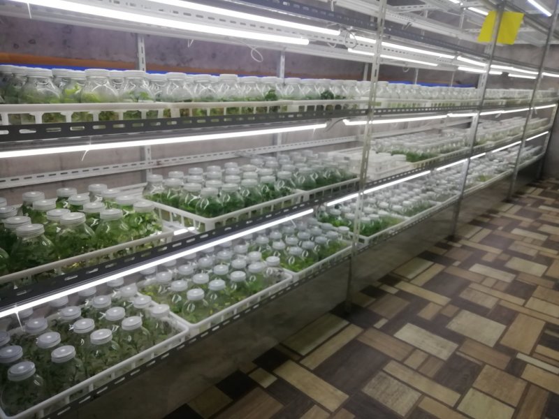脱毒组培苗