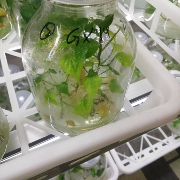脱毒组培苗