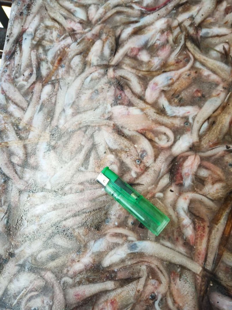 精品饲料鱼