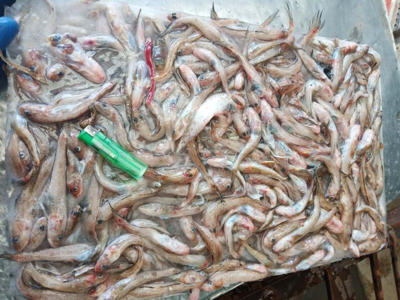 精品饲料鱼