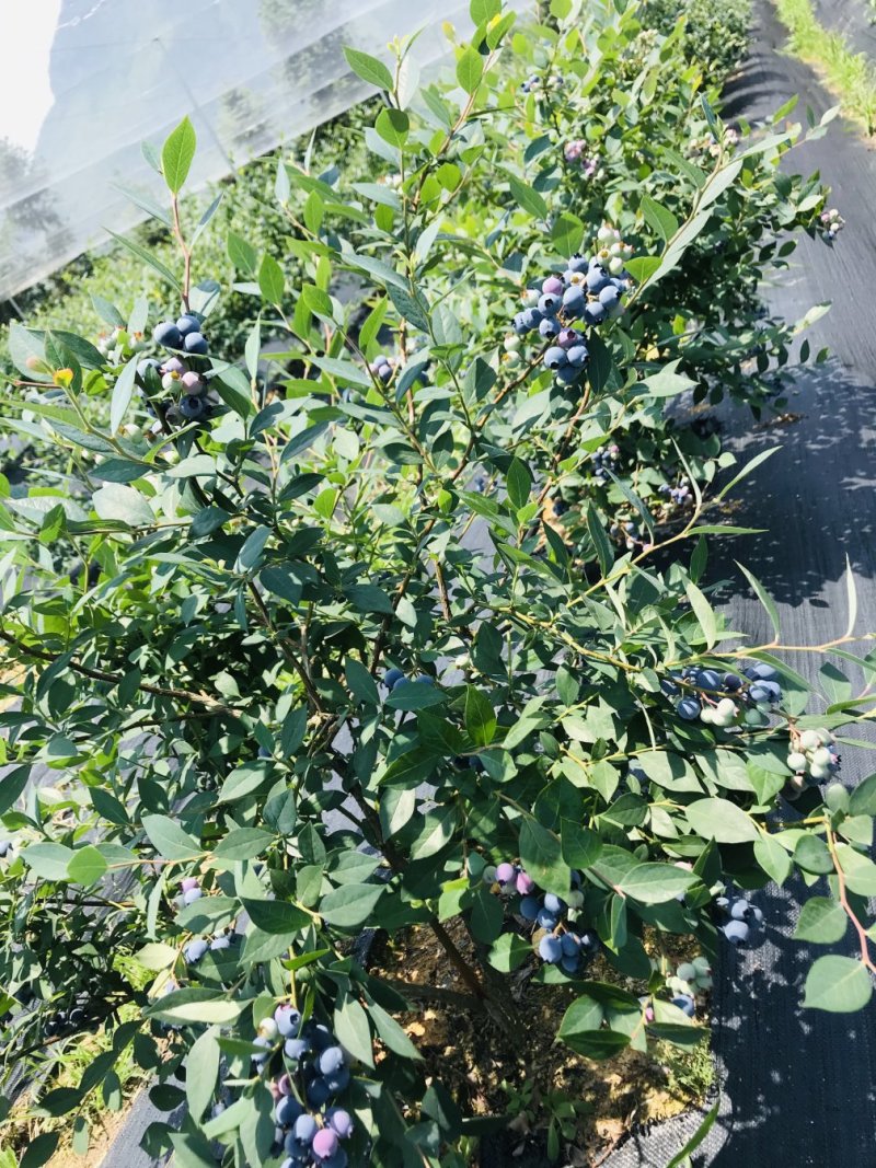 杭州原生态露天蓝莓货源充足保质保量欢迎选购