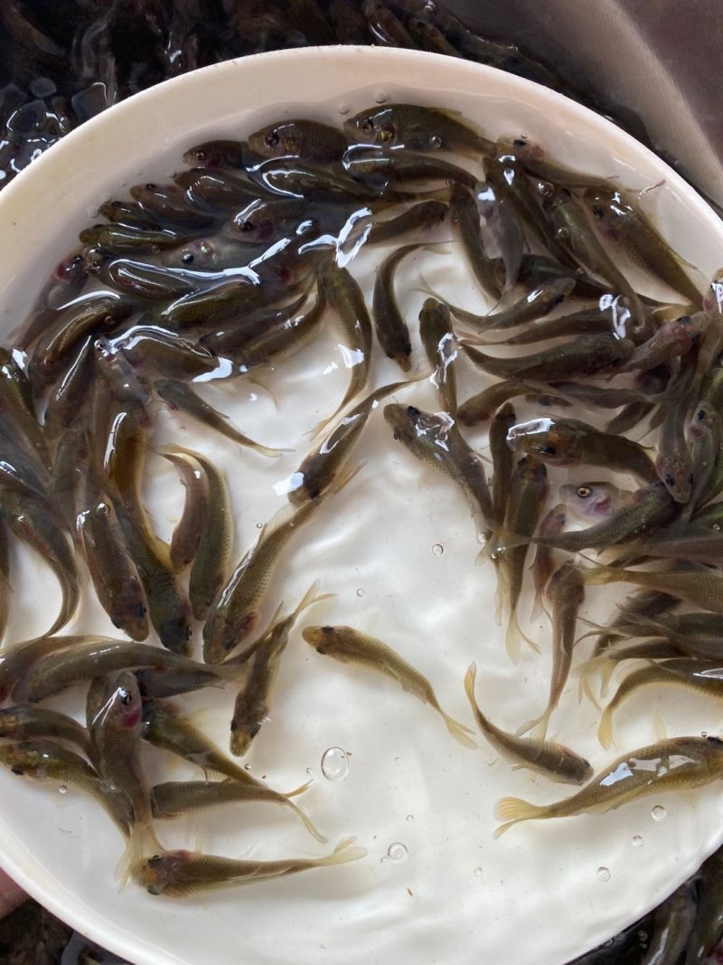 禾花鲤鱼稻田禾花鲤鱼规格齐全。。。。。。