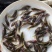 禾花鲤鱼稻田禾花鲤鱼规格齐全。。。。。。