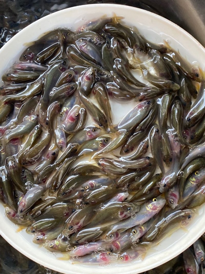 禾花鲤鱼稻田禾花鲤鱼规格齐全。。。。。。