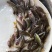 禾花鲤鱼稻田禾花鲤鱼规格齐全。。。。。。