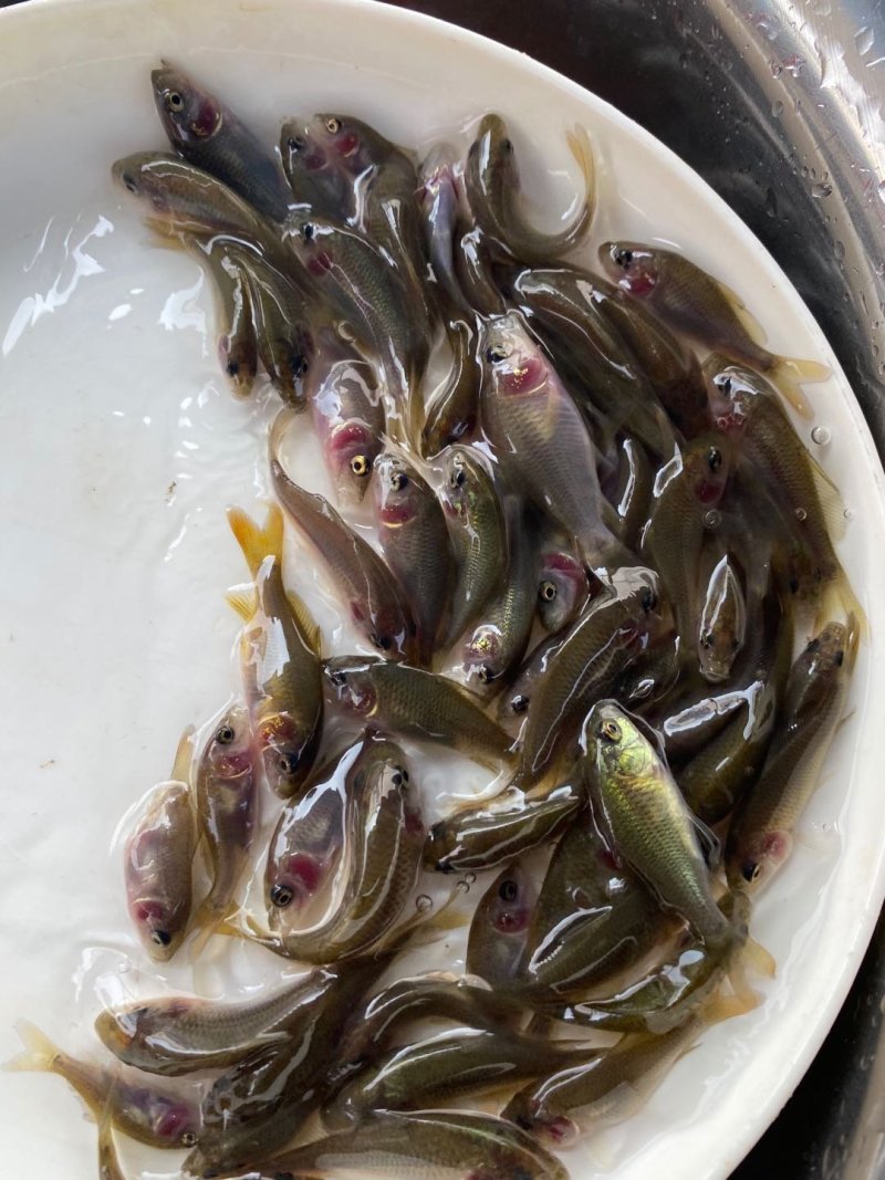 禾花鲤鱼稻田禾花鲤鱼规格齐全。。。。。。
