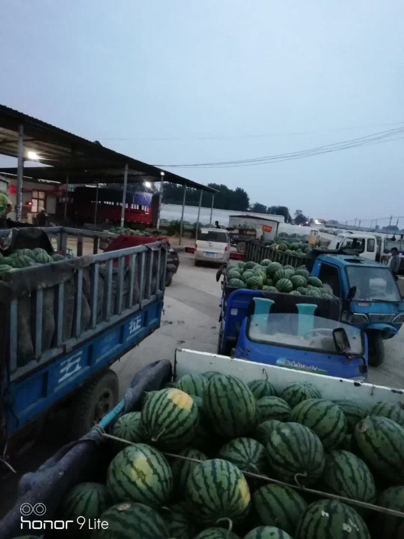 甜王8斤打底现摘现装车，诚信经营诚信第一包上车，包上车，