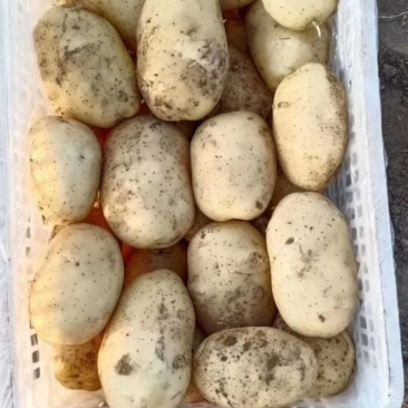 基地价格美丽