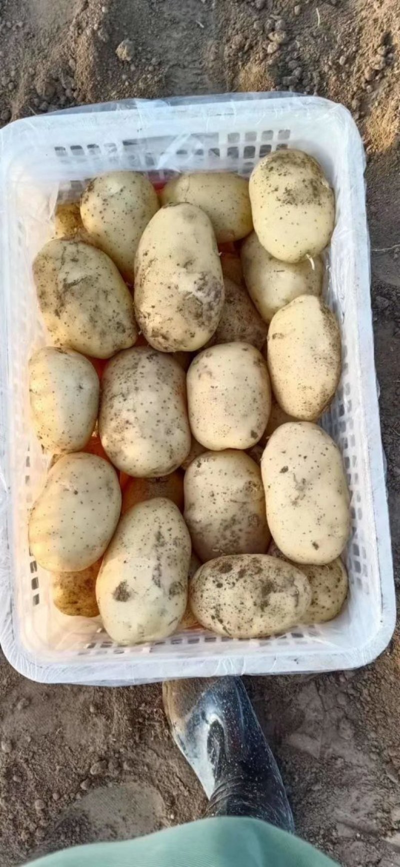 基地价格美丽