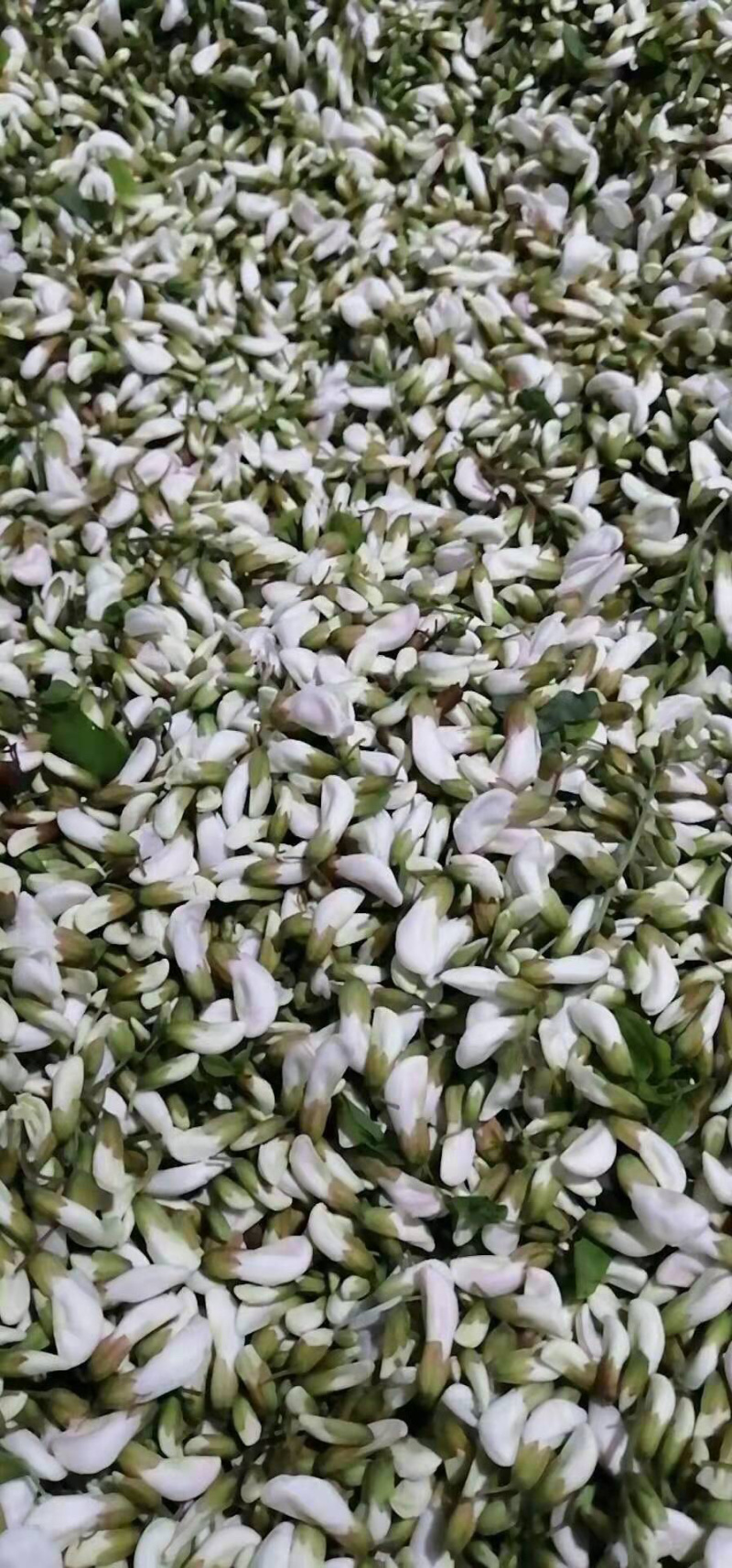 槐花杨槐花槐树花速冻洋槐花