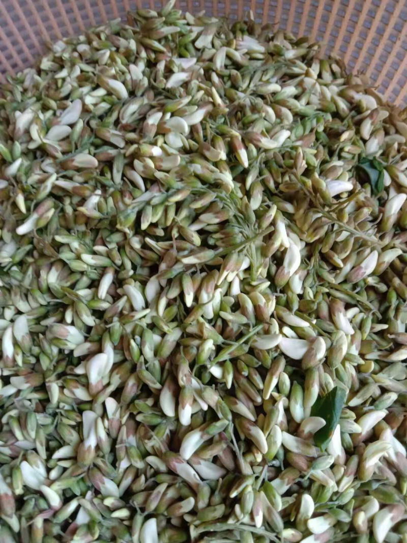 槐花杨槐花槐树花速冻洋槐花