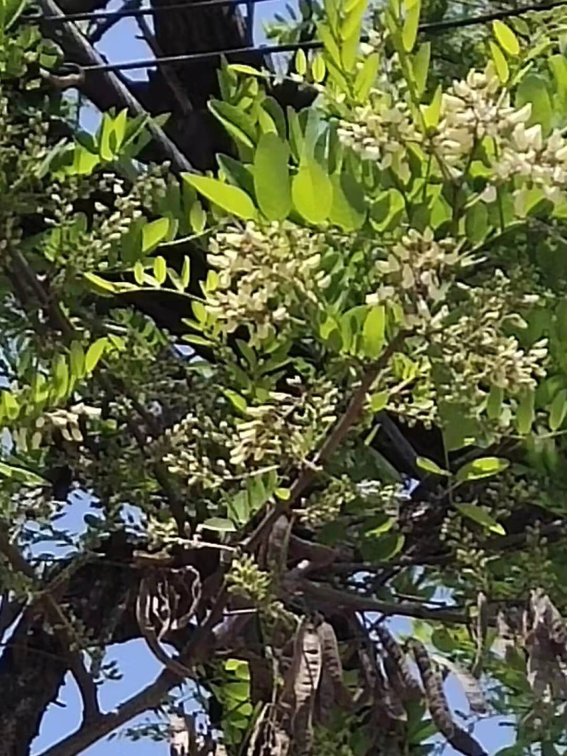 槐花杨槐花槐树花速冻洋槐花