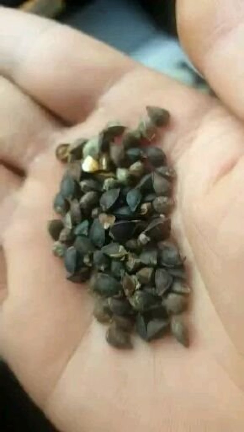 陕西荞麦，陕北荞麦，定边荞麦，红花荞麦，产地直发