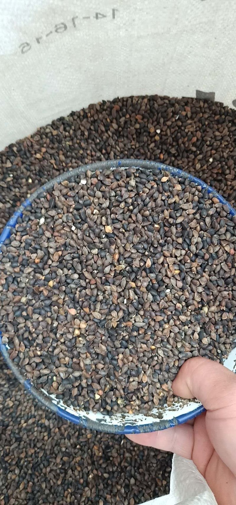 陕西荞麦，陕北荞麦，定边荞麦，红花荞麦，产地直发