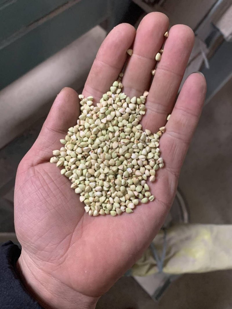 陕北定边荞麦米产地直发，一件代发，专做供应链