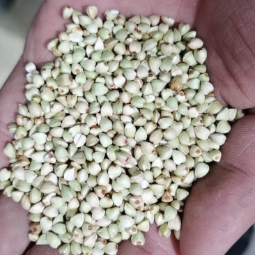 陕北定边荞麦米产地直发，一件代发，专做供应链