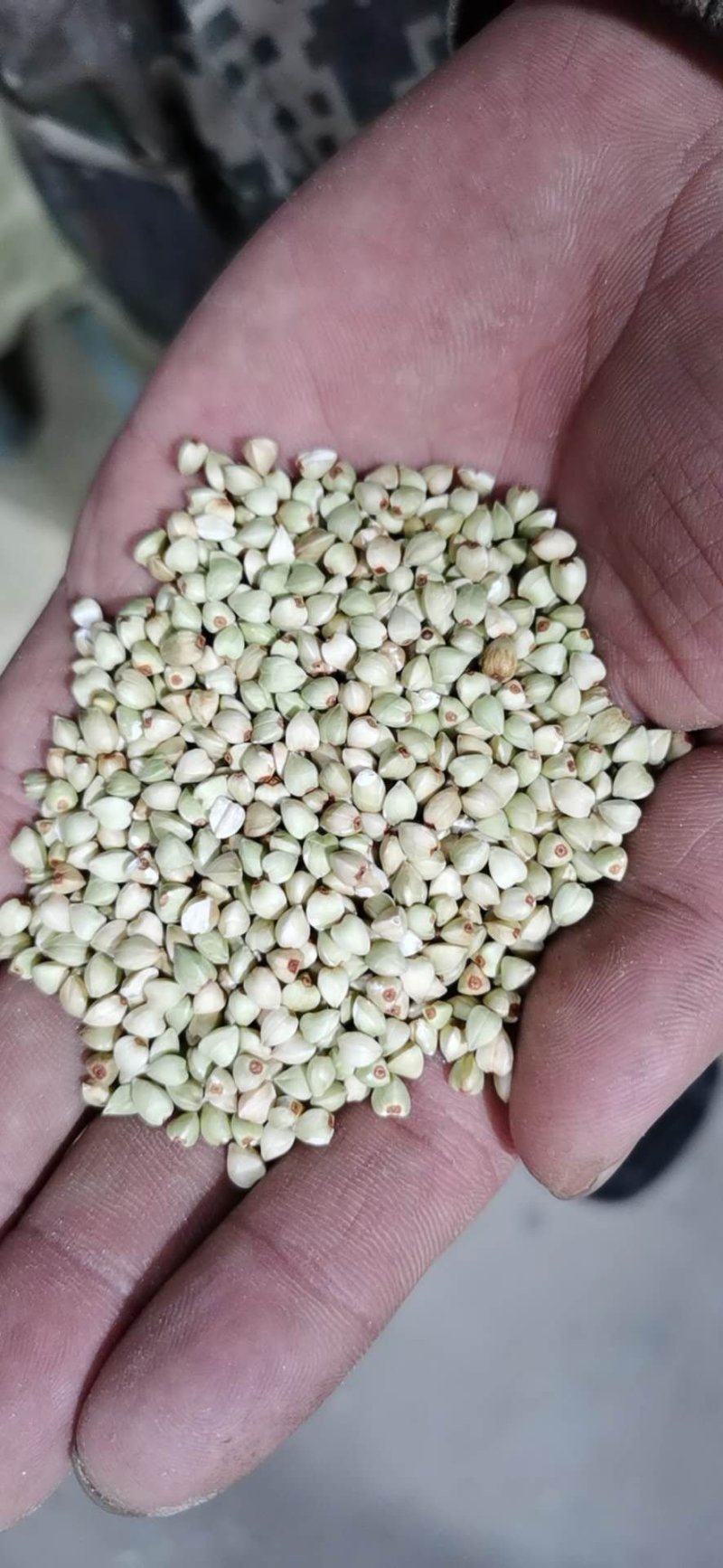 陕北定边荞麦米产地直发，一件代发，专做供应链