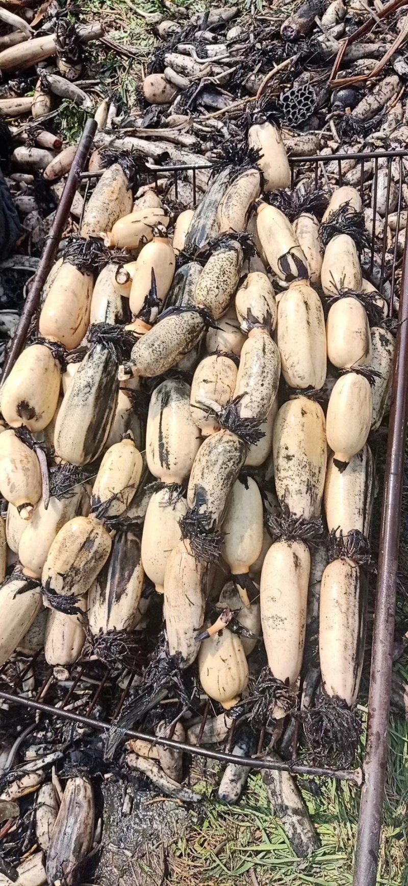 莲藕3735陕西千亩莲藕产地，欢迎进店咨询