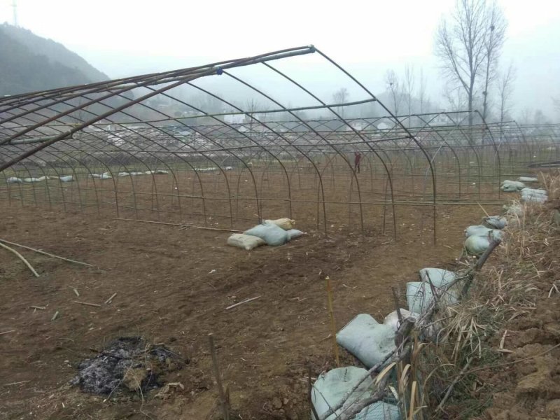 专业搭建黑老虎，八月瓜，水果蔬菜棚架………