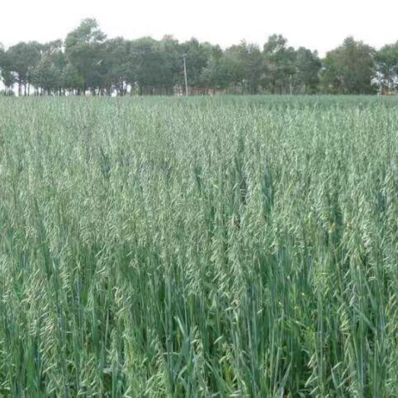 燕麦种子边锋燕麦种子牧草种子高产品种春秋播种