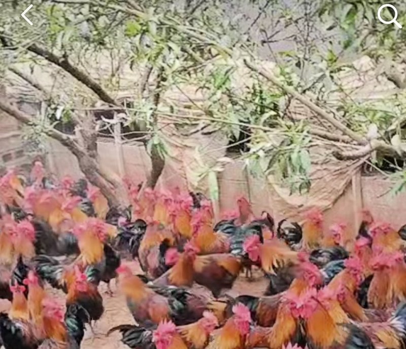 土公鸡