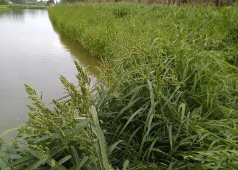 小米草种子水草鱼虾蟹牧草籽雀叶稷夏季高产耐水耐淹