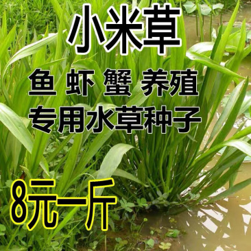 小米草种子水草鱼虾蟹牧草籽雀叶稷夏季高产耐水耐淹