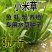 小米草种子水草鱼虾蟹牧草籽雀叶稷夏季高产耐水耐淹