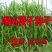小米草种子水草鱼虾蟹牧草籽雀叶稷夏季高产耐水耐淹