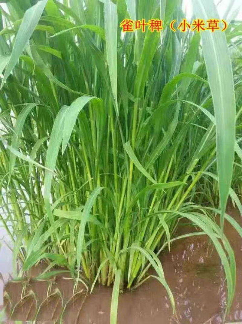 小米草种子水草鱼虾蟹牧草籽雀叶稷夏季高产耐水耐淹