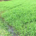 小米草种子水草鱼虾蟹牧草籽雀叶稷夏季高产耐水耐淹