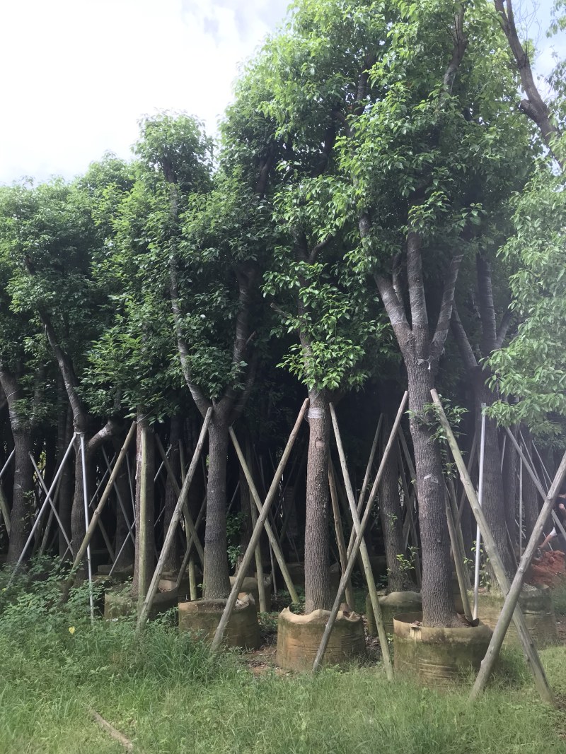 大量出售3-15公分樟树，货源充足，价格美丽。