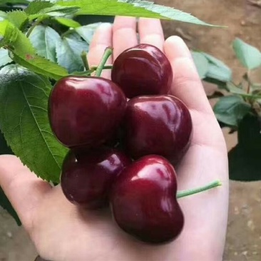 山东大美早，大量上市，现货速发。露天大樱桃