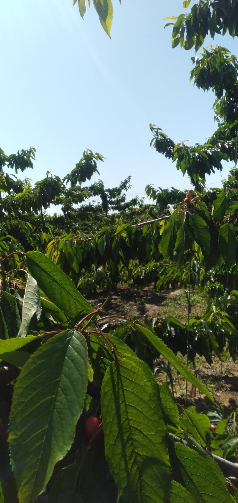 山东大美早，大量上市，现货速发。露天大樱桃