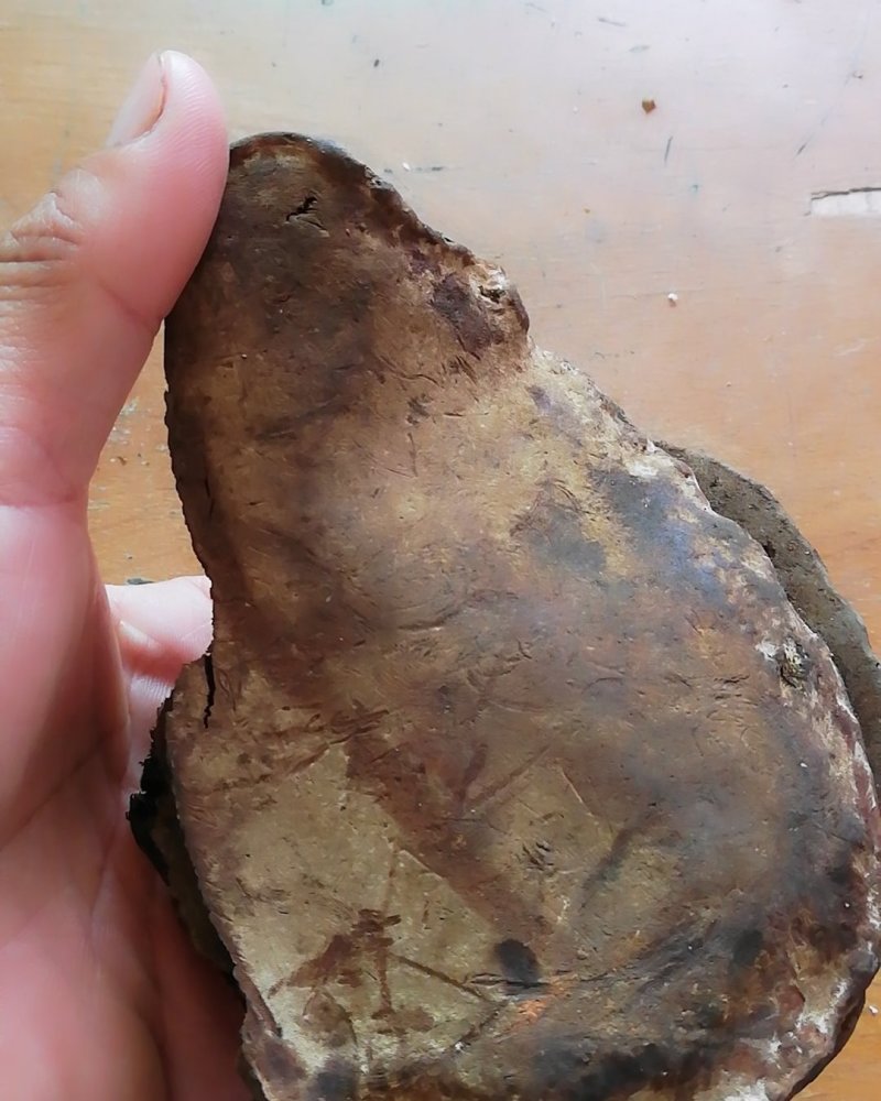 野生树舌头
