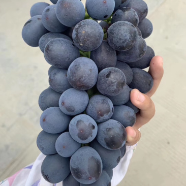 葡萄阳光玫瑰夏黑提子