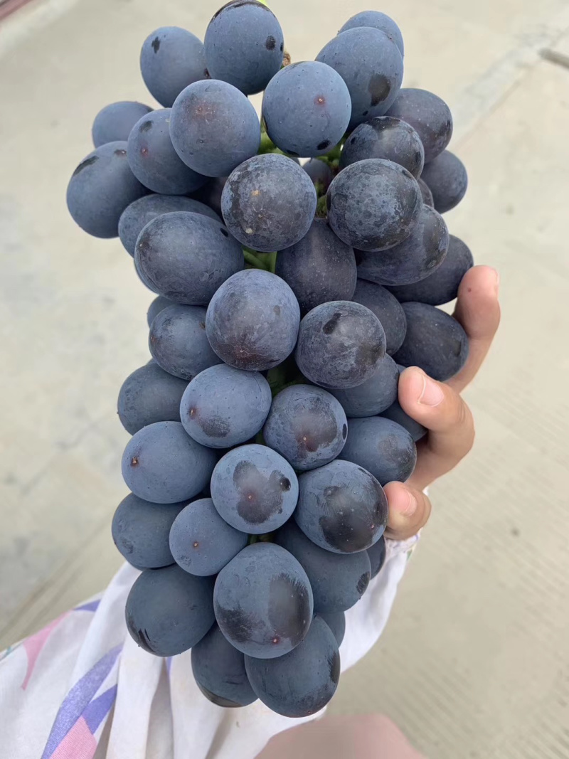 葡萄阳光玫瑰夏黑提子
