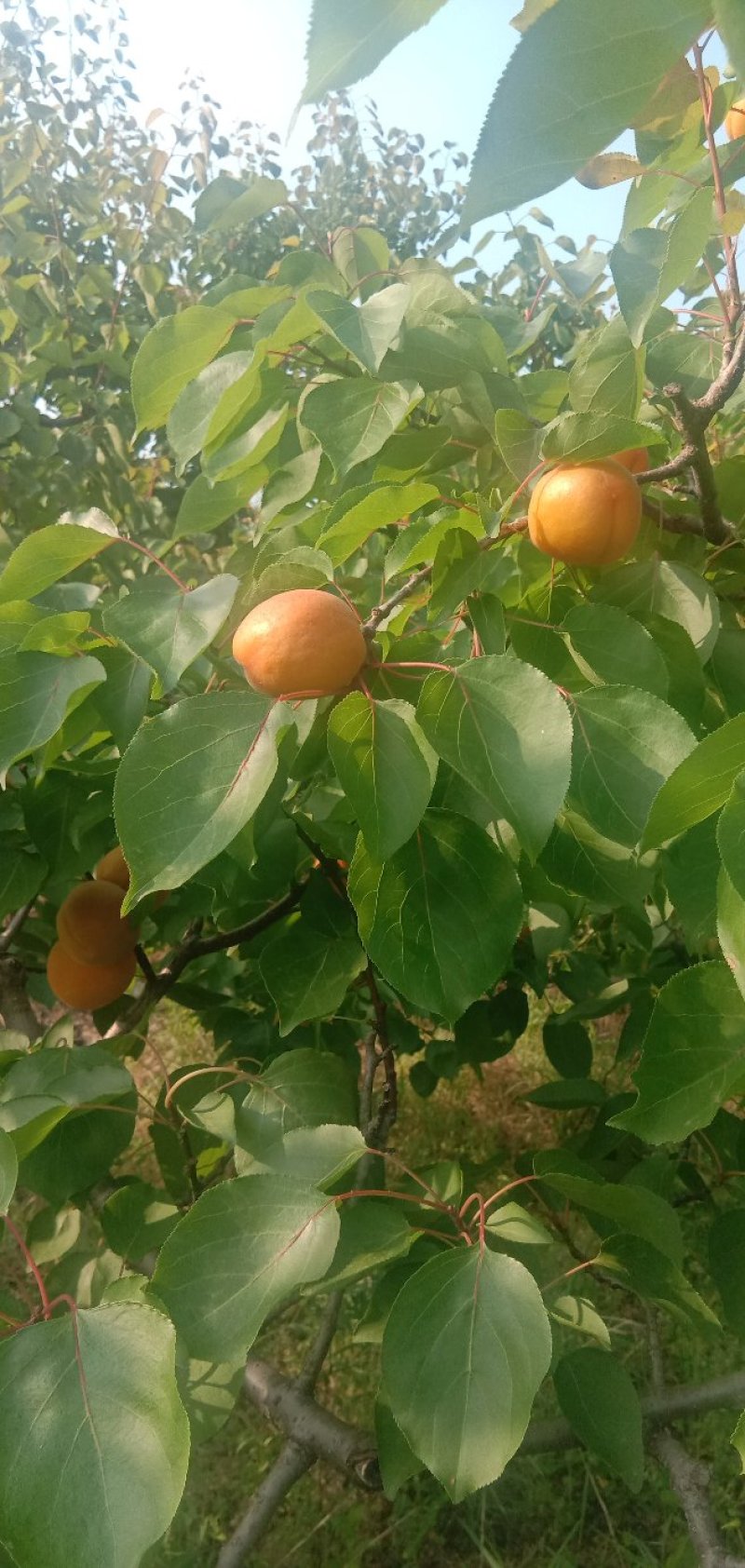 今太阳杏