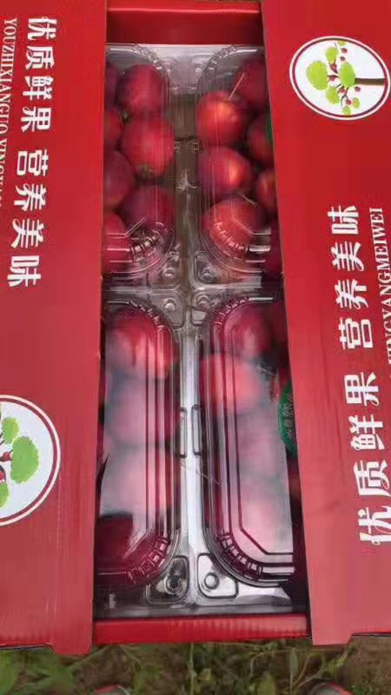 鸡心果123苹果K9苹果产地位于山区昼夜温差大